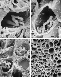 Attēlu rezultāti vaicājumam “Uromyces dactylidis”