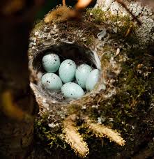 Attēlu rezultāti vaicājumam “Fringilla coelebs nest”