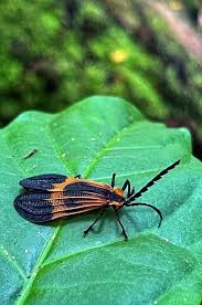 Attēlu rezultāti vaicājumam “Lycidae”