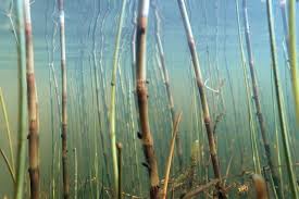 Attēlu rezultāti vaicājumam “Equisetum fluviatile”