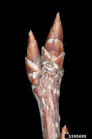 Attēlu rezultāti vaicājumam “Cerasus bud”