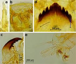 Attēlu rezultāti vaicājumam “Cricotopus”