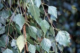 Attēlu rezultāti vaicājumam “Betula pendula”
