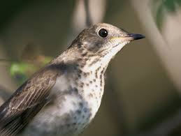 Image result for Catharus minimus