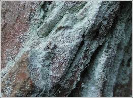 Attēlu rezultāti vaicājumam “Lepraria incana”