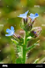 Attēlu rezultāti vaicājumam “Anchusa arvensis flower”