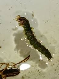 Attēlu rezultāti vaicājumam “Phryganeidae”