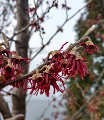 Attēlu rezultāti vaicājumam “Hamamelis vernalis bud”