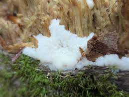 Attēlu rezultāti vaicājumam “Stemonitis fusca plasmodium”