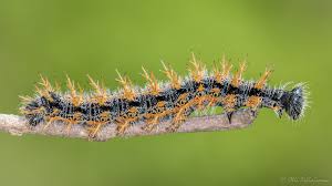 Attēlu rezultāti vaicājumam “Nymphalis polychloros”