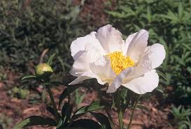 Attēlu rezultāti vaicājumam “Paeonia lactiflora flower”