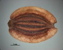 Attēlu rezultāti vaicājumam “Peucedanum palustre fruit”