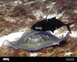 Image result for Hypanus americanus