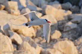 Image result for Phaethon aethereus