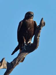 Image result for Falcons Black