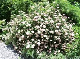 Attēlu rezultāti vaicājumam “Hydrangea arborescens subsp. discolor”