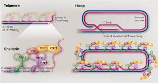 Image result for the end of the t-loop structure