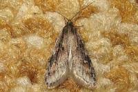 Attēlu rezultāti vaicājumam “Semioscopis oculella”