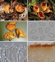 Attēlu rezultāti vaicājumam “Otidea onotica”