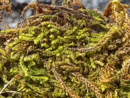 Attēlu rezultāti vaicājumam “Cephalozia connivens”