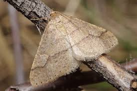 Attēlu rezultāti vaicājumam “Agriopis marginaria”