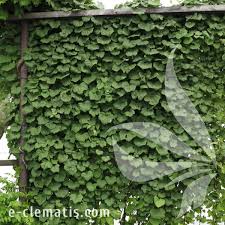 Attēlu rezultāti vaicājumam “Menispermum dauricum”