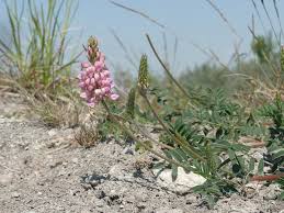Attēlu rezultāti vaicājumam “Onobrychis arenaria fruit”