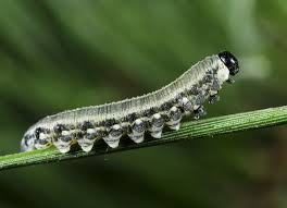 Attēlu rezultāti vaicājumam “Neodiprion sertifer larva”