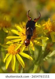 Attēlu rezultāti vaicājumam “Forficula auricularia male”