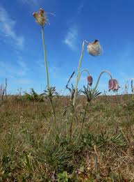 Attēlu rezultāti vaicājumam “Pulsatilla pratensis”