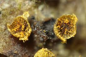 Attēlu rezultāti vaicājumam “Physarum auriscalpium sessile”