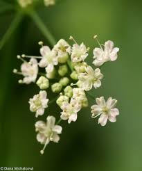 Attēlu rezultāti vaicājumam “Pimpinella major leaf”