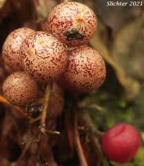 Attēlu rezultāti vaicājumam “Maianthemum bifolium fruit”