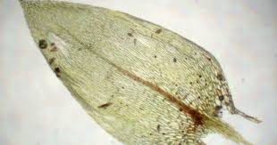 Attēlu rezultāti vaicājumam “Brachythecium rivulare”