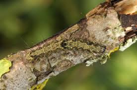 Attēlu rezultāti vaicājumam “Atolmis rubricollis”