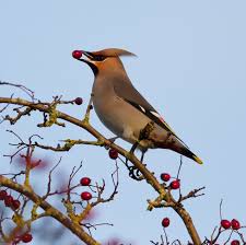 Attēlu rezultāti vaicājumam “Bombycilla garrulus”