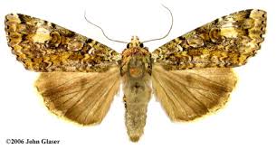 Attēlu rezultāti vaicājumam “Anaplectoides prasina”