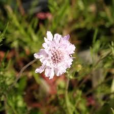 Image result for Scabiosa canescens