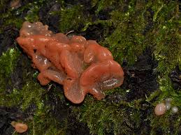 Attēlu rezultāti vaicājumam “Craterocolla cerasi”