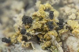 Attēlu rezultāti vaicājumam “Microcalicium disseminatum”