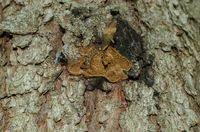 Attēlu rezultāti vaicājumam “Phellinus chrysoloma”