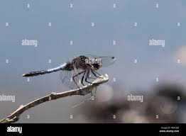 Attēlu rezultāti vaicājumam “Leucorrhinia caudalis male”