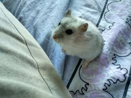 Image result for хомек