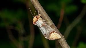 Attēlu rezultāti vaicājumam “Phalera bucephala imago”