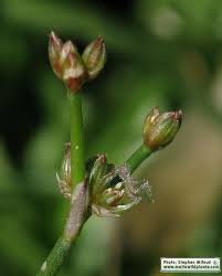 Attēlu rezultāti vaicājumam “Juncus articulatus”