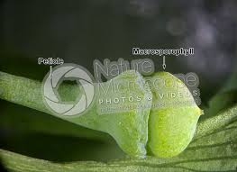 Attēlu rezultāti vaicājumam “Ginkgo biloba female flower”