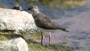 Attēlu rezultāti vaicājumam “Actitis hypoleucos”