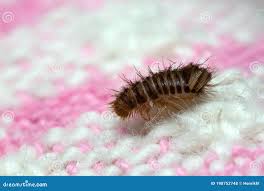 Attēlu rezultāti vaicājumam “Anthrenus sp. larva”