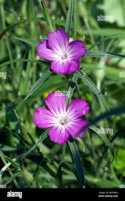 Image result for Kornrade