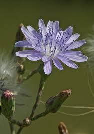 Attēlu rezultāti vaicājumam “Lactuca tatarica leaf”